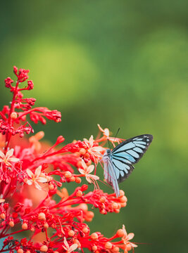 the butterfly in the nature with dramatic tone