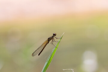 Dragonfly resting on fresh green grass blurred background