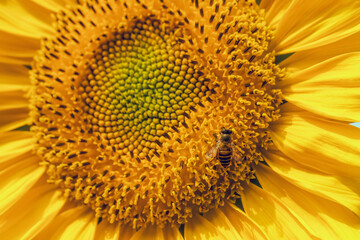 Closeup honey bee collects nectar of the flowers of a sunflower