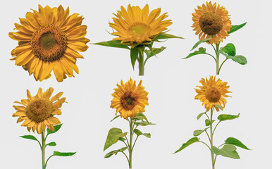 Collection of sunflowers with green leaves isolated on white background.