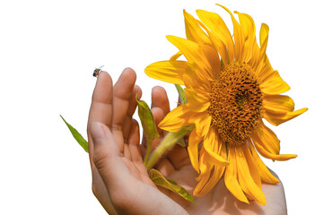 Close Up sunflower in female hand isolated on a white background,