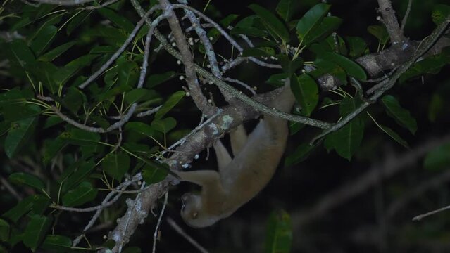 Nocturnal slow loris primate navigating through dense foliage under cover of darkness. Wildlife adaptation and habitat exploration.