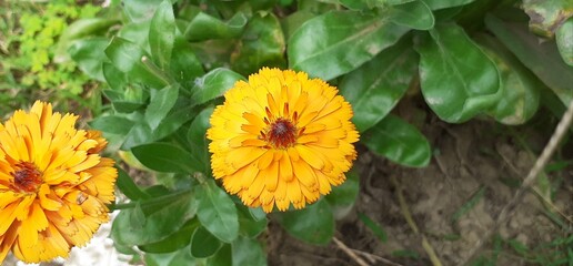 Orange Calendula Officinalis or Pot Marigold Flowers Blooming on Green Leaves Background