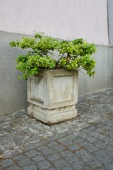 Fototapeta na wymiar square flowerpot made of concrete with an ornamental plant