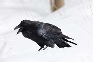 Fototapeta premium A black raven stands in the snow, close up