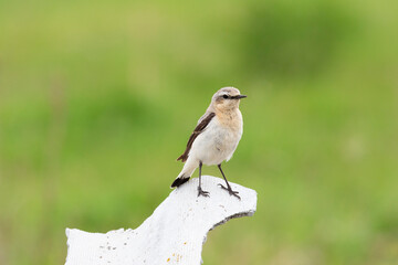 Northern wheatear sits on a stone and holds prey in its beak