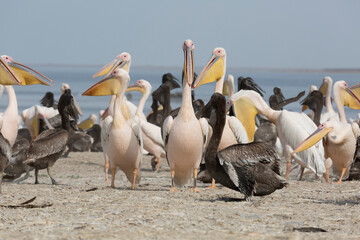 Pink pelicans with chicks on the shore of Lake Manich-Gudilo in Kalmykia, Russia - 781078193