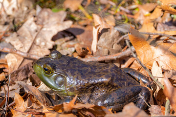 The American bullfrog (Lithobates catesbeianus), often simply known as the bullfrog in Canada and the United States, is a large true frog native to eastern North America.
