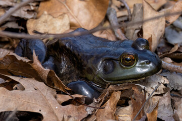 Fototapeta premium The American bullfrog (Lithobates catesbeianus), often simply known as the bullfrog in Canada and the United States, is a large true frog native to eastern North America.