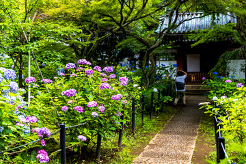 Fototapeta na wymiar 千葉県　本土寺の紫陽花　 