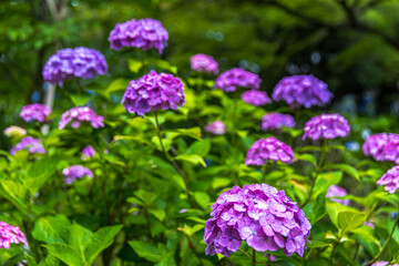 千葉県　本土寺の紫陽花　
