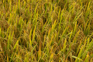 Rice field. Ripe rice field and sky landscape on the farm