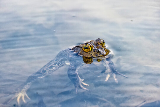 The American bullfrog (Lithobates catesbeianus), often simply known as the bullfrog in Canada and the United States, is a large true frog native to eastern North America.