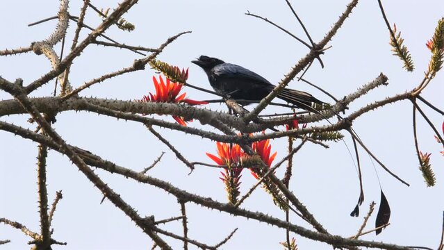 Tropical drongo bird perched on flowering branch against clear sky, showcasing biodiversity in natural habitats. Wildlife and flora coexistence.