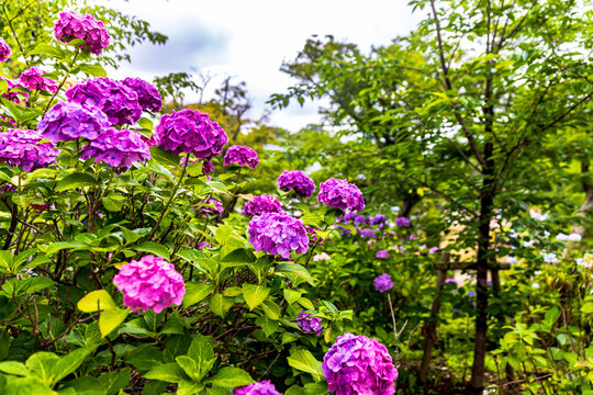 千葉県　本土寺の紫陽花　
