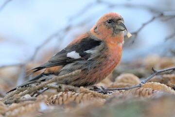 A White-winged Crossbill feeds on the forest floor in the Alaskan wilderness.