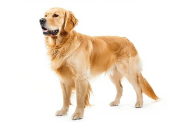 Hopeful happy groomed golden retriever dog is standing and looking away, isolated on white background