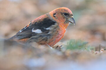 A White-winged Crossbill feeds on the forest floor in the Alaskan wilderness.