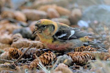 A White-winged Crossbill feeds on the forest floor in the Alaskan wilderness.