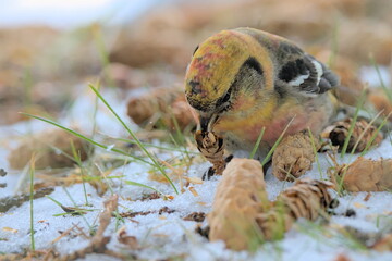 A White-winged Crossbill feeds on the forest floor in the Alaskan wilderness.