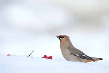 Bohemian Waxwing feeding on red berries during the Alaskan winter