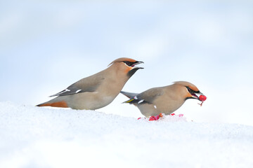 Bohemian Waxwing feeding on red berries during the Alaskan winter