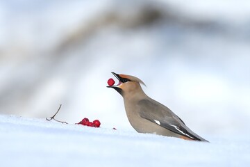 Bohemian Waxwing feeding on red berries during the Alaskan winter
