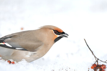 Bohemian Waxwing feeding on red berries during the Alaskan winter