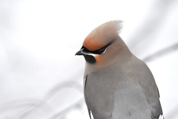 Bohemian Waxwing feeding on red berries during the Alaskan winter