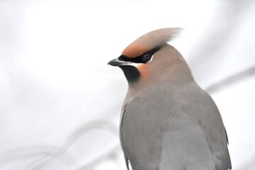 Bohemian Waxwing feeding on red berries during the Alaskan winter