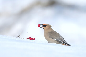 Bohemian Waxwing feeding on red berries during the Alaskan winter