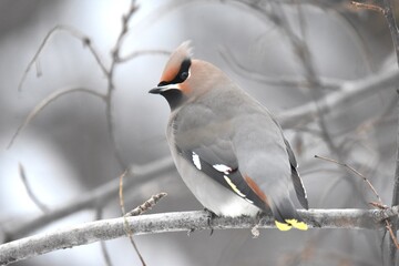 Bohemian Waxwing feeding on red berries during the Alaskan winter