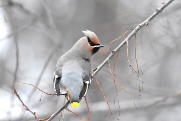 Bohemian Waxwing feeding on red berries during the Alaskan winter