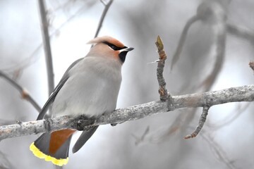 Bohemian Waxwing feeding on red berries during the Alaskan winter