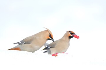 Bohemian Waxwing feeding on red berries during the Alaskan winter