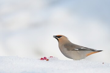 Bohemian Waxwing feeding on red berries during the Alaskan winter