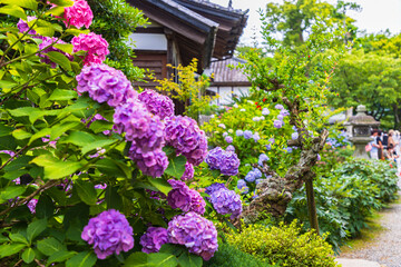 茨城県　雨引観音の紫陽花
