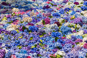 茨城県　雨引観音の紫陽花
