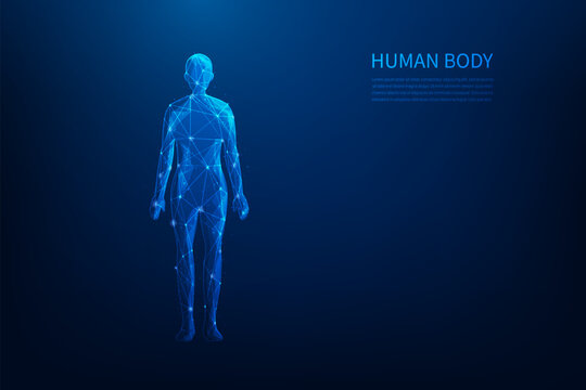 human body science low poly wireframe technology on blue background. anatomy line and dot shape. medical science concept. vector illustration fantastic design.