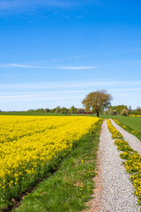 Cultivated land with rapeseed field and a farm road