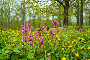 Meadow with flowering Red campion and dandelion flowers