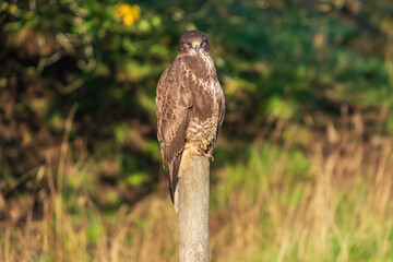 Common Buzzard sitting on a fence pole and looking towards the camera