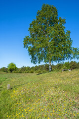 Birch tree with a bench on a meadow