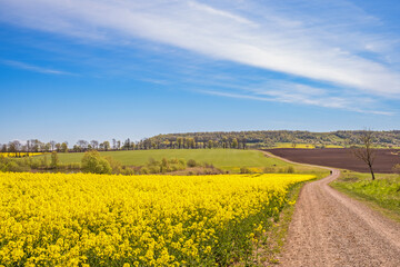 Winding gravel road by flowering rapeseed field in a rural landscape view