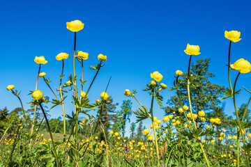 Flowering Globeflower on a sunny summer meadow against a blue sky