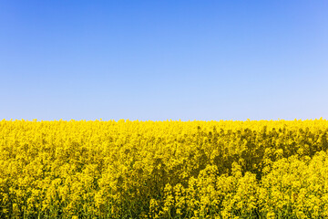 Yellow rapeseed field at a blue sunny sky