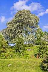 Flowering Swedish whitebeam tree on a hill