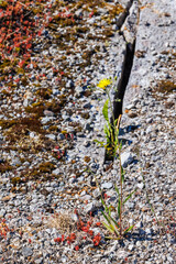 Yellow wildflower growing on a rock