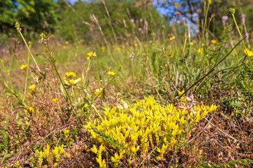 Beautiful Goldmoss stonecrop in a sunny meadow