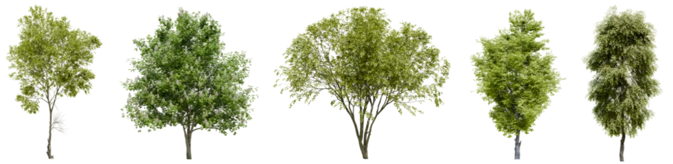 Foto op Aluminium Collection of realistic large woods trees with isolated on transparent background. PNG file, 3D rendering illustration, Clip art and cut out © EcoSpace